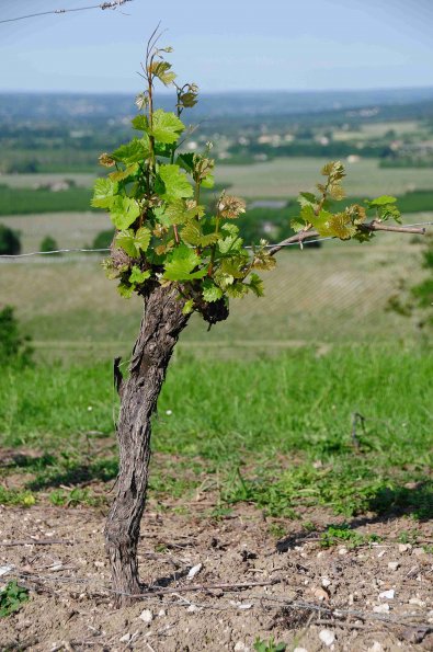 Perigord-080