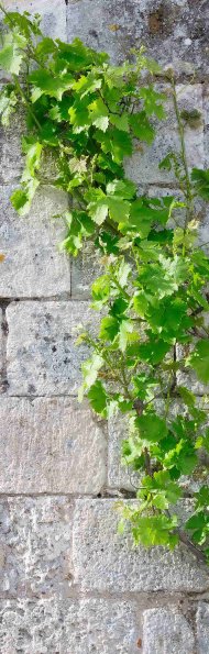 Perigord-001