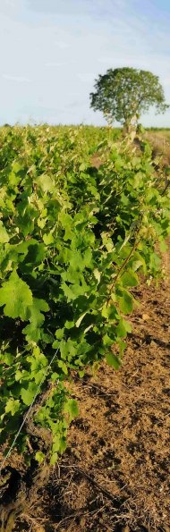 Vigne-Ete-001