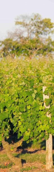 Vigne-Ete-037