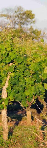 Vigne-Ete-039