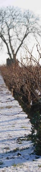 Vigne-Hiver-007