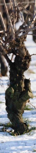 Vigne-Hiver-011D