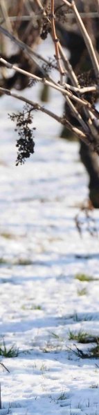 Vigne-Hiver-011