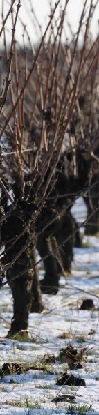 Vigne-Hiver-015