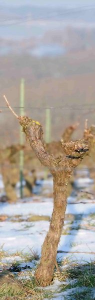 Vigne-Hiver-037