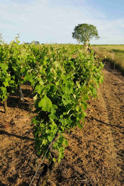 Vigne-Ete-001