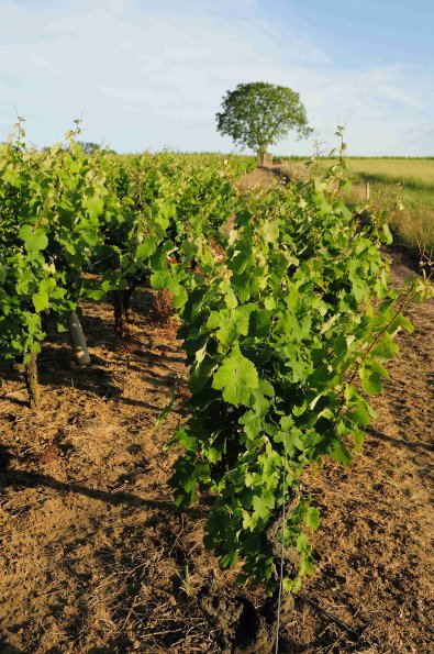 Vigne-Ete-002