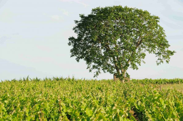 Vigne-Ete-009