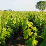 Vigne-Ete-012