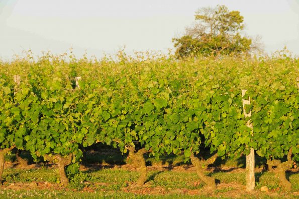 Vigne-Ete-038
