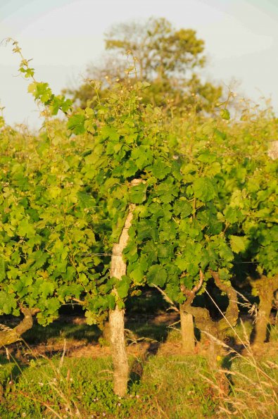 Vigne-Ete-039