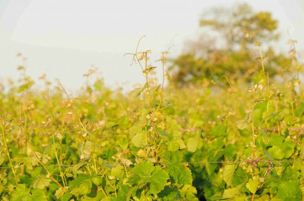 Vigne-Ete-040