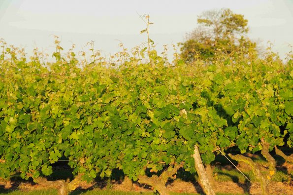 Vigne-Ete-042
